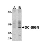 ProSci 2347 DC-SIGN Antibody