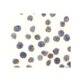 ProSci 2351 NAK Antibody