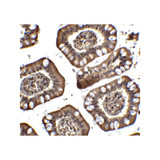 ProSci 2443 PID Antibody