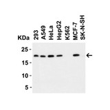 ProSci 2451 PERP Antibody