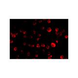 ProSci 2479 MCG10 Antibody