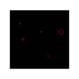 ProSci 2481 TCCR Antibody