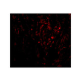ProSci 2501 CIKS Antibody