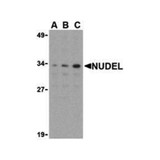 ProSci 3009 Nudel Antibody