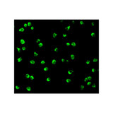 ProSci 3009 Nudel Antibody