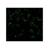 ProSci 3013 CARD10 Antibody