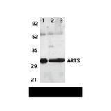 ProSci 3025 ARTS Antibody
