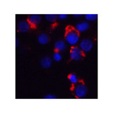 ProSci 3031 Bmf Antibody