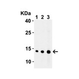 ProSci 3035 EndoG Antibody