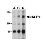ProSci 3037 NALP1 Antibody