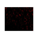 ProSci 3051 OMI Antibody