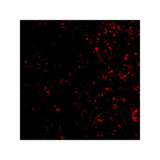 ProSci 3077 PAK4 Antibody