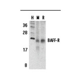 ProSci 3097 BAFF Receptor Antibody