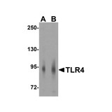 ProSci 3141 TLR4 Antibody