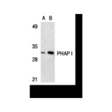 ProSci 3145 PHAP I Antibody
