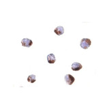 ProSci 3149 PHAP Antibody