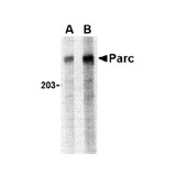 ProSci 3171 PARC Antibody