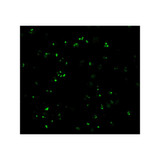 ProSci 3187 CARD8 Antibody