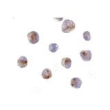 ProSci 3187 CARD8 Antibody