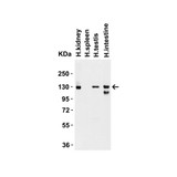 ProSci 3215 ACE2 Antibody