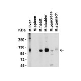 ProSci 3217 ACE2 Antibody