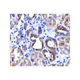 ProSci 3229 ACE2 Antibody
