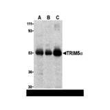 ProSci 3249 TRIM5 alpha Antibody