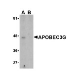 ProSci 3257 APOBEC3G Antibody