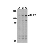 ProSci 3269 TLR7 Antibody