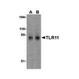 ProSci 3277 TLR11 Antibody