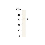 ProSci 3289 MD-2 Antibody