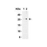 ProSci 3289 MD-2 Antibody