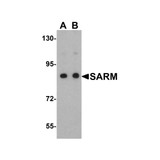 ProSci 3295 SARM Antibody