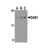 ProSci 3313 DAD1 Antibody
