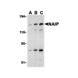 ProSci 3315 NAIP Antibody
