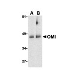 ProSci 3319 OMI Antibody