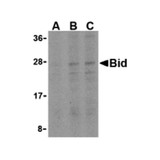 ProSci 3355 Bid Antibody
