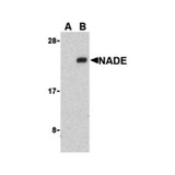 ProSci 3359 NADE Antibody