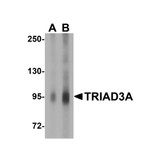 ProSci 3371 TRIAD3A Antibody