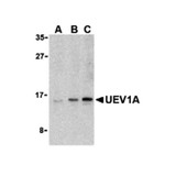 ProSci 3375 UEV1A Antibody