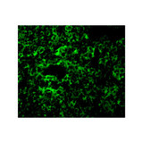 ProSci 3385 TAK1 Antibody