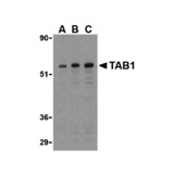 ProSci 3387 TAB1 Antibody