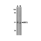 ProSci 3399 IRF3 Antibody
