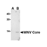 ProSci 3435 West Nile Virus Core Antibody