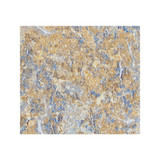 ProSci 3451 Caspase-4 Antibody