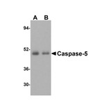ProSci 3455 Caspase-5 Antibody