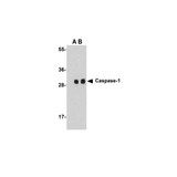 ProSci 3459 Caspase-1 Antibody