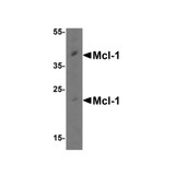 ProSci 3477 Mcl-1 Antibody
