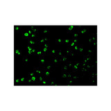 ProSci 3477 Mcl-1 Antibody
