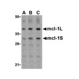 ProSci 3481 Mcl-1 Antibody